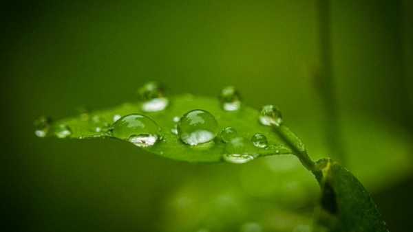 Close-up of crystal-clear water droplets resting on a vibrant green leaf. The droplets vary in size, reflecting light and showing the delicate veins of the foliage in sharp, macro detail.