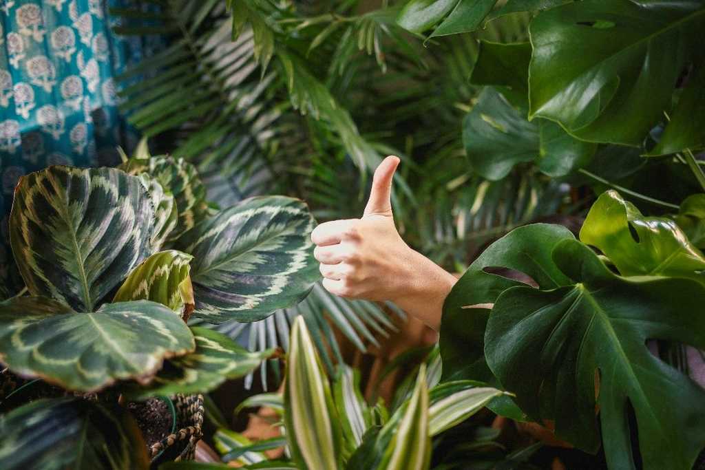 A hand giving a thumbs-up emerges from a dense collection of lush tropical houseplants, including a large Monstera deliciosa, a patterned Calathea, and various green leafy indoor plants.